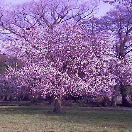 Le Moulin Fleuri Du Petit Appeville 외부 사진