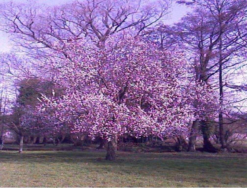 Le Moulin Fleuri Du Petit Appeville 외부 사진